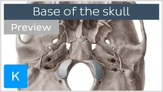 Inferior View of the Base of the Skull (preview) - Human Anatomy | Kenhub