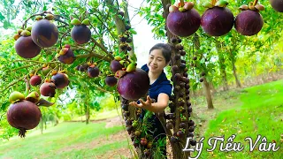 How to harvest Mangosteen & Goes to the market sell - Harvesting and Cooking | Daily Life