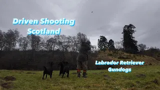 Driven Shooting Scotland with Labrador Retriever Gundogs