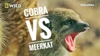 Cobra v/s  Meerkat | Wild Life Africa | National Geographic #Wild Life #Cobra