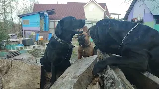 Мастино наполетано хочет добраться до лабрадора. Mastino Nepoletano wants to get to the Labrador.