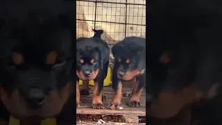 rottweiler puppies #dog #investorbiggifarms