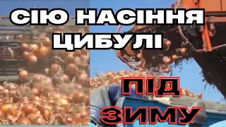 РОЗКАЗУЮ ПРО ПОСІВ НАСІННЯ🧅 ДОКЛАДНО, бо усі мовчать🤫 сорти, терміни, умови.