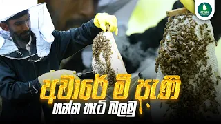 අවාරේ මී පැණි ගන්න හැටි බලමු | Ceylon Lifestyle