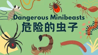 【危险的虫子🕷️Dangerous Insects and Bugs】有毒的虫子 | 认识大自然 | Chinese Vocabulary Learning for poisonous insects