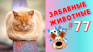 Приколы с Животными #77 / Смешные Животные 2020 / Приколы / Приколы про Животных / Лучшие Приколы