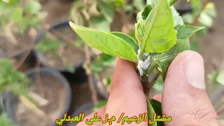 حشرة المن القطني و طريقة القضاء عليها