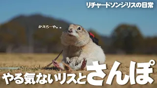 リスを連れて公園に来たが、、【リチャードソンジリス】132