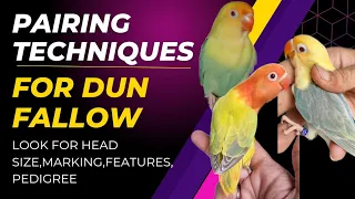 "Mastering the Art of Dun Fallow Pairing: Proven Techniques Revealed at Dhillon Aviary!"