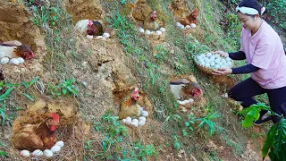 Country girl dig land for chickens to lay eggs in the ancient way | Market to sell eggs, gardening