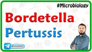 Bordetella pertussis : Microbiology