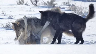 Yellowstone's Druid Wolf Pack and Super Wolf 21?