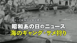 【60年前 海のギャング・サメ狩り】＜昭和38年（1963年）8月7日＞「昭和あの日のニュース」