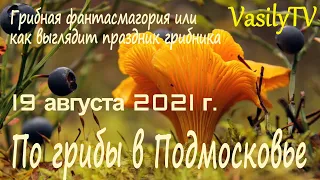 🌳По грибы в Подмосковье 19 августа 2021 г🌳Грибная фантасмагория или как выглядит праздник грибника