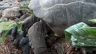Giant tortoise filmed eating seabird in new study that reveals they hunt for prey