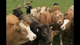 An Intoduction to Lyking Farm - Orkney's new Soil & Nutrient Network host farm for 2020