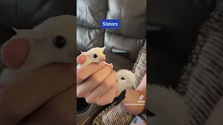 Leucistic Sugar Glider Twins