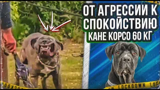 От агрессии к спокойствию(Кане корсо 60 кг)