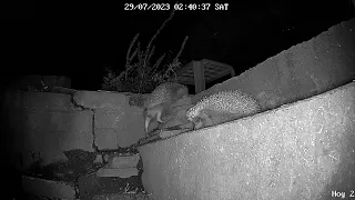 Hedgehog fighting - on another level Durham UK 29072023