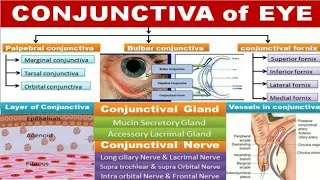 Conjunctiva