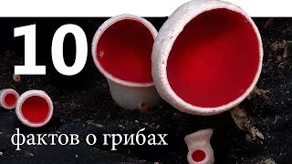 10 БЕЗУМНЫХ ФАКТОВ О ГРИБАХ