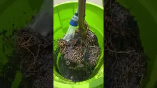 Root-washing has become a mandatory inspection level of nursery stock.