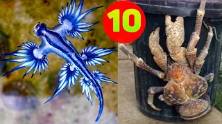 10 Najdziwniejszych zwierząt świata