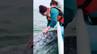 Friendly WHALE Gets A Kiss #shorts