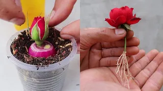 How to propagate roses from buds roses with onions, the results are surprising
