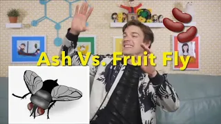 The ongoing saga of Ash Vs. The Fruit Fly (ft. The Bean)