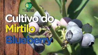 Tudo sobre o cultivo do Mirtilo (BlueBerry)