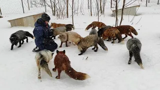 Лисы из Новолисья. Отвечаю про кровожадность лис, про лисят и как ведут себя лисы с гостями.