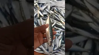 kavalai fish cleaning #shorts