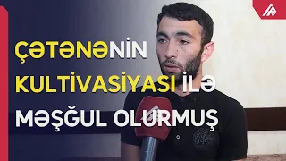 Həyətində çətənə yetişdirən Ucar sakini saxlanıldı - APA TV