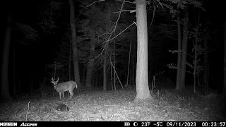 Trail camera videos: bear, deer, raccoon and more