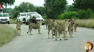 Great Lion Sighting - Entire Satara Lion Pride Plus Two Cubs And Mfowethu Shishangaan Out Hunting