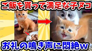 【2ch動物スレ】ご飯を貰ってお礼を言う子猫 → 可愛すぎる鳴き声に悶絶www