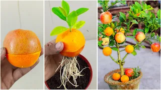 How to Grow a Single Orange Tree Combination from Apple and Orange Fruit