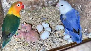 Lovebirds Mutation Magic: Splits Breeding Setup Guide!