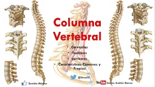 Anatomía - Columan Vertebral (Caracteríticas Comunes y Propias de las vértebras)