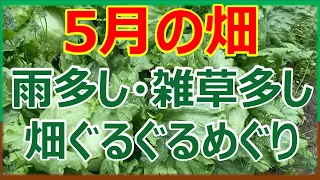 【2024年5月】雨多し、雑草多し　5月の畑ぐるぐるめぐり