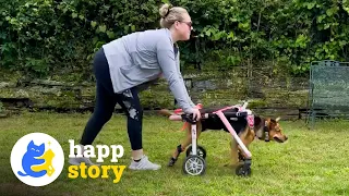 Wheelchair Dog Happily Overcomes Weird Diseases | HAPP