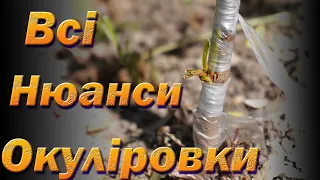 Окуліровка, детальний розбір методу літнього щеплення. Окулірування плодових дерев