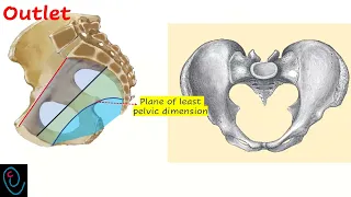 Maternal obstetric diameters