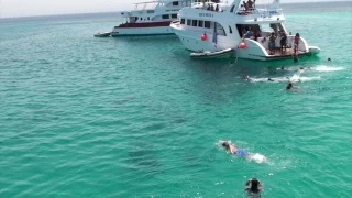 Swimming with Dolphins at Marsa Alam