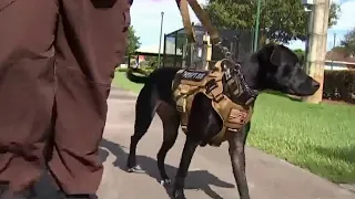 Shelter Dog Becomes Miami-Dade Police K-9 | NBC 6 News