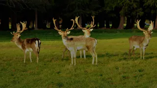 Amazing facts about the fallow Deer in the Phoenix park