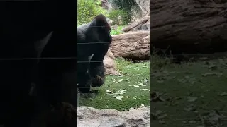 Poor Gorilla cruelty in Zoo, not happy locked up, threw his faeces at window as a person mocked him