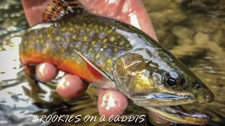 Fly Fishing in the Mountains for Wild Brook Trout (BEST YouTube Catch and Cook)