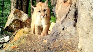 Yellowstone Supervolcano: wild life - Йеллоустонский супервулкан: дикая жизнь